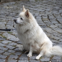 Obvezen dodatek na pasji ovratnici, brez njega zares visoke kazni