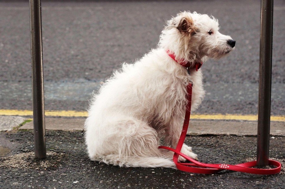 Črni seznam: Teh 5 tipov ljudi ne bi smelo imeti hišnega ljubljenčka (foto: profimedia)