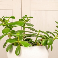 Trije predmeti, ki v vaš dom prinašajo obilje in srečo