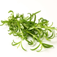 Zakaj je rožmarin najboljši prijatelj pred težkimi izpiti?