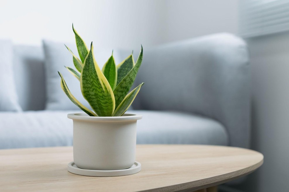 To so rože, ki najbolje čistijo zrak v prostoru (foto: Profimedia)