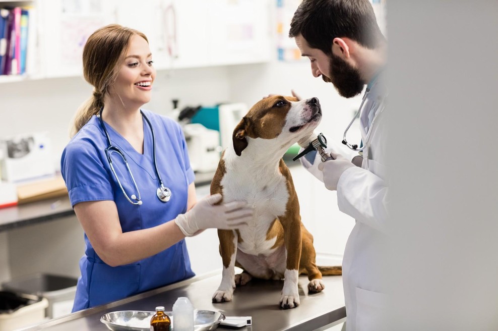 To so znaki, s katerimi pes pokaže, da je pred njim slab človek (foto: profimedia)