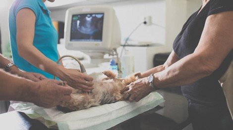 veterinar, operacija, pes