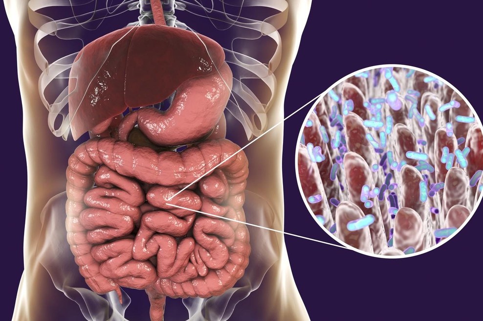 Ta skrivnosten črevesni mikrob so našli le pri zdravih ljudeh po vsem svetu (foto: profimedia)