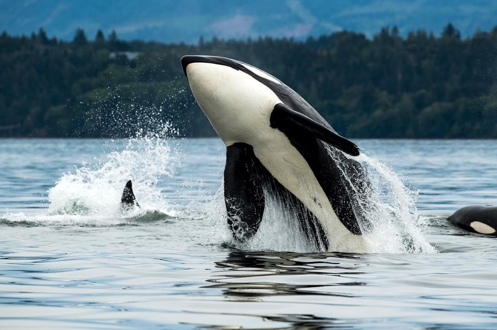 Osupljivo odkritje o kitih ubijalcih, ki spreminja vse, kar smo mislili, da vemo o njih (foto: profimedia)
