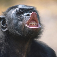 Ta bonobo je naredil nekaj, za kar so bili znanstveniki prepričani, da zmorejo samo ljudje