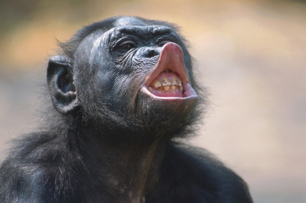Ta bonobo je naredil nekaj, za kar so bili znanstveniki prepričani, da zmorejo samo ljudje (foto: profimedia)