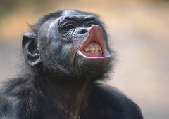 Ta bonobo je naredil nekaj, za kar so bili znanstveniki prepričani, da zmorejo samo ljudje
