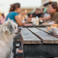 Zakaj vas pes gleda, ko jeste? Ne gre samo za to, kar mislite