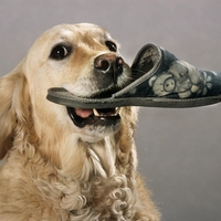 Zlata prinašalka ne more skriti sreče, ko nekdo omeni babico