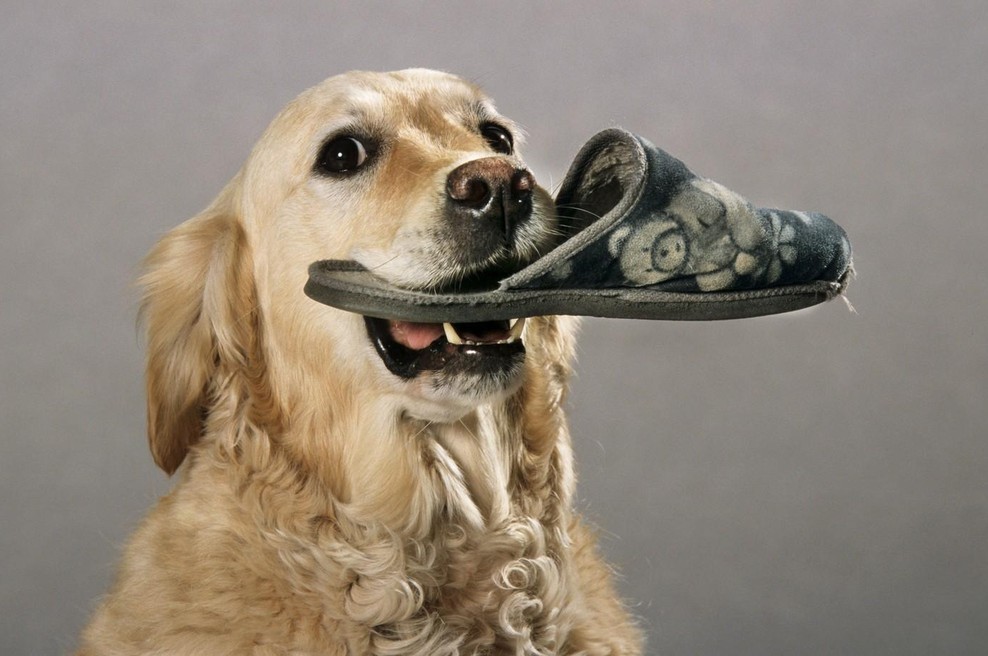 Zlata prinašalka ne more skriti sreče, ko nekdo omeni babico (foto: profimedia)