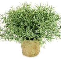 Skrivnost bujne in dišeče oaze: Katera zelišča morate nujno saditi skupaj