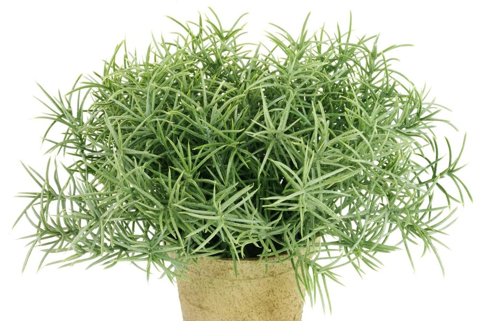 Skrivnost bujne in dišeče oaze: Katera zelišča morate nujno saditi skupaj (foto: Profimedia)