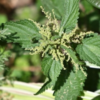 Če bi vedeli, kako zdrava je, bi jo uporabljali ves čas: Vsak njen del je zdravilen