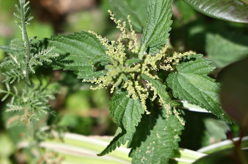 Če bi vedeli, kako zdrava je, bi jo uporabljali ves čas: Vsak njen del je zdravilen (foto: profimedia)