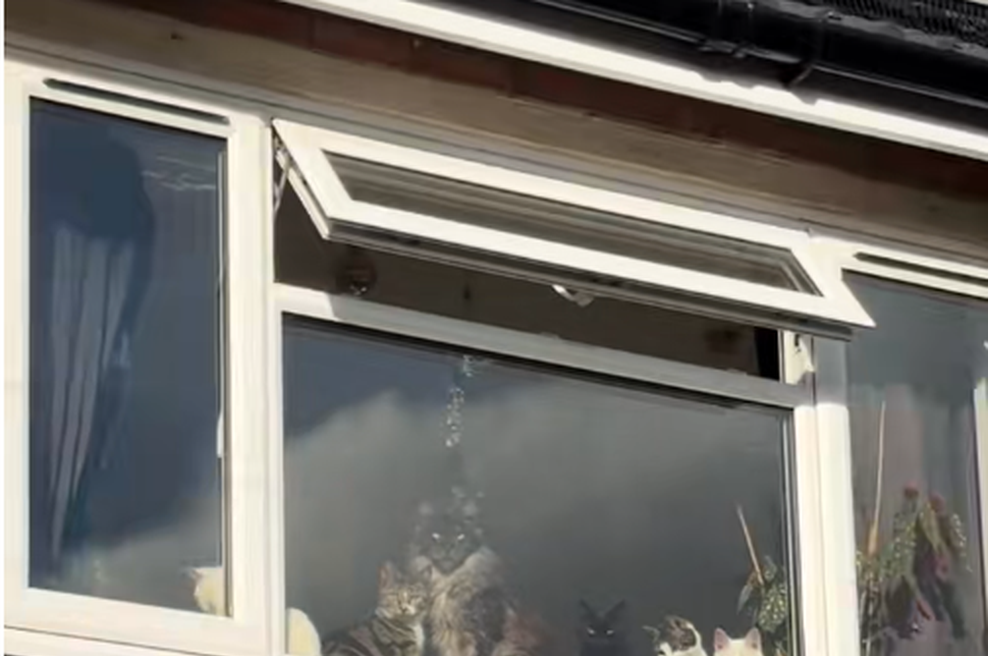 Ko je prišla z službe, jo je na oknu pričakalo 6 parov oči (foto: Zaslonska slika/TikTok)