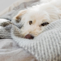 Zakaj pes koplje po postelji? Ta ritual lahko razkriva veliko težavo