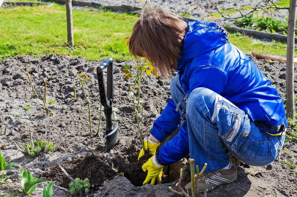 Naravni trik za bujne vrtnice: ta kuhinjska sestavina je čudežno gnojilo (foto: profimedia)