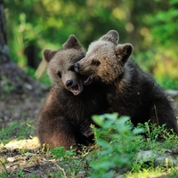 Nežen posnetek iz slovenskih gozdov, mladi medvedek zaradi tega prizora vsem ukradel srce
