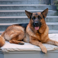 V 90. letih so serijo gledali vsi, zdaj se komisar Rex spet vrača