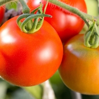 Paradižnik vam bo noro bogato obrodil, če ga boste sadili skupaj s temi rastlinami