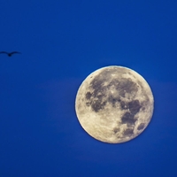 Danes je močna polna luna v Škorpijonu: Tole prinaša vašemu znaku (prihajata denar in ljubezen)