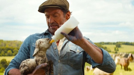 Hugh Jackman in njegove ovce so povzročile pravo zmedo