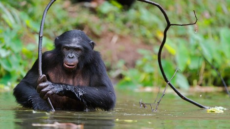 bonobo