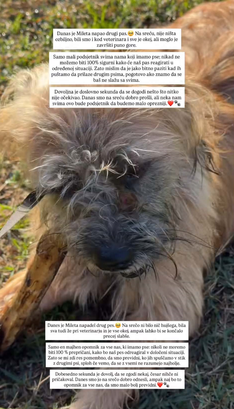 Kaja Casar Karlo Godec pes Mile napad