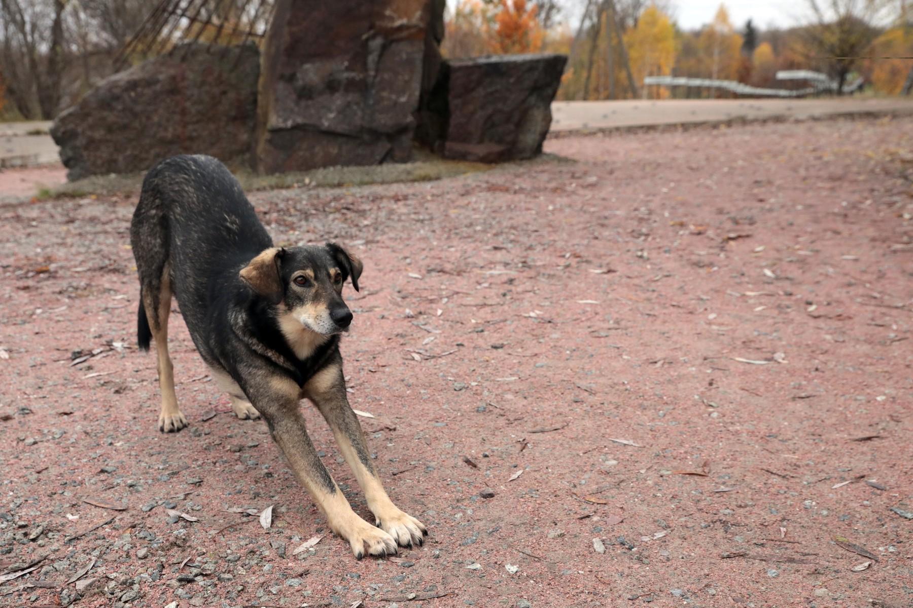 černobil, pes