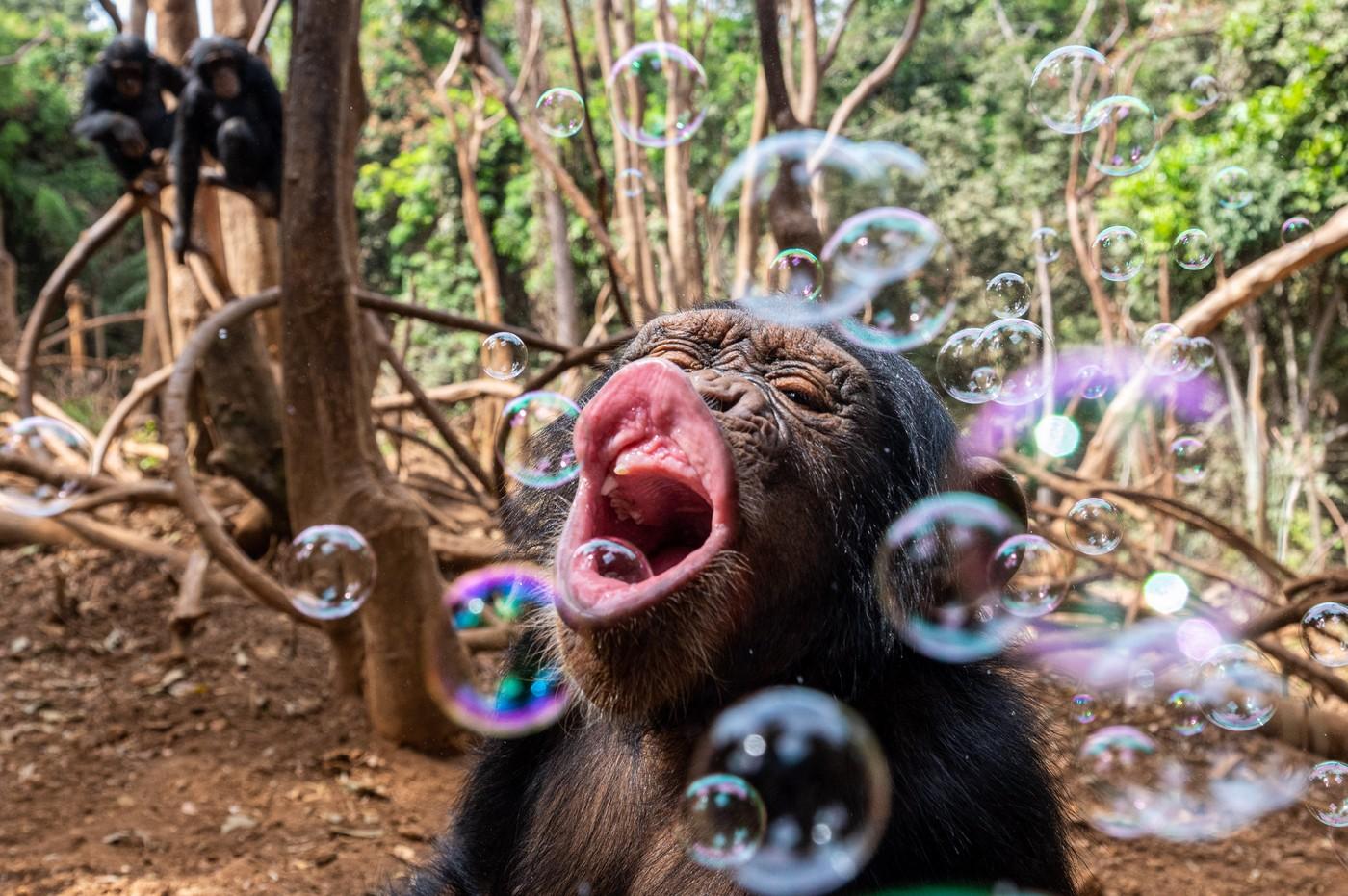 šimpanz, Bubbles